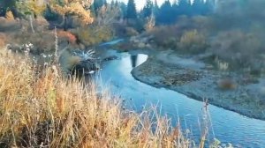 Охота на Глухаря с Собаками ??️