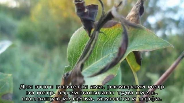 Яблоня Апорт смотреть онлайн