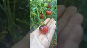 Сорт томата "Сказочный блеск" видео