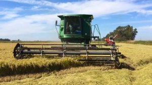 Производство плит OSB из рисовой соломы в Краснодарском крае