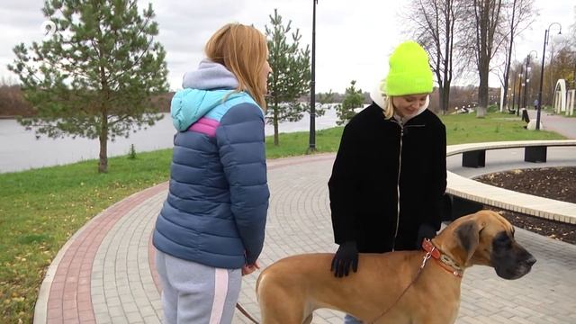 Это лошадка или собачка? Королевский дог.