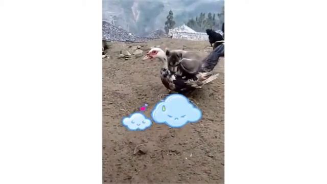 Удивительный мир. Удивительная природа. Флора и Фауна. смотреть онлайн