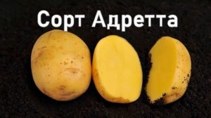 Адретта Картофель Характеристика Отзывы Вкусовые Качества