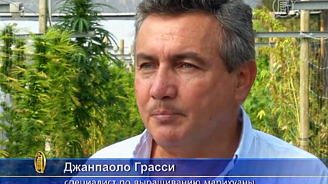 Армия Италии будет выращивать марихуану