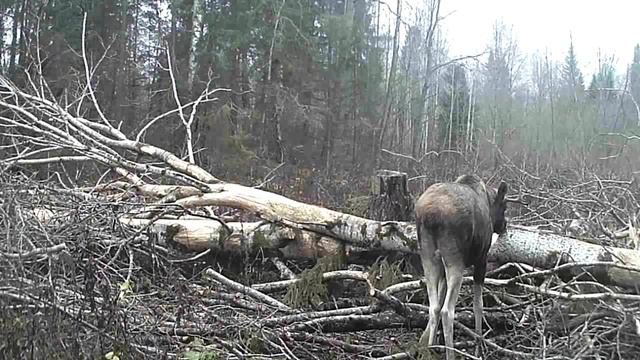 Гон у лосей закончился, отъедаются днём и ночью и лижут соль. Фотоловушка Сантек HT 001 B смотреть онлайн