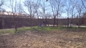 рекурсивный лук из пвх, кусок доски и арматуры