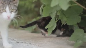 Забавный котенок на улице