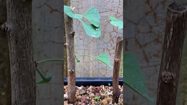 Ginkgo Biloba plant propagation for bonsai