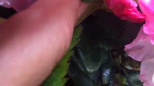 Морозостойкий рододендрон Владислав Локотек