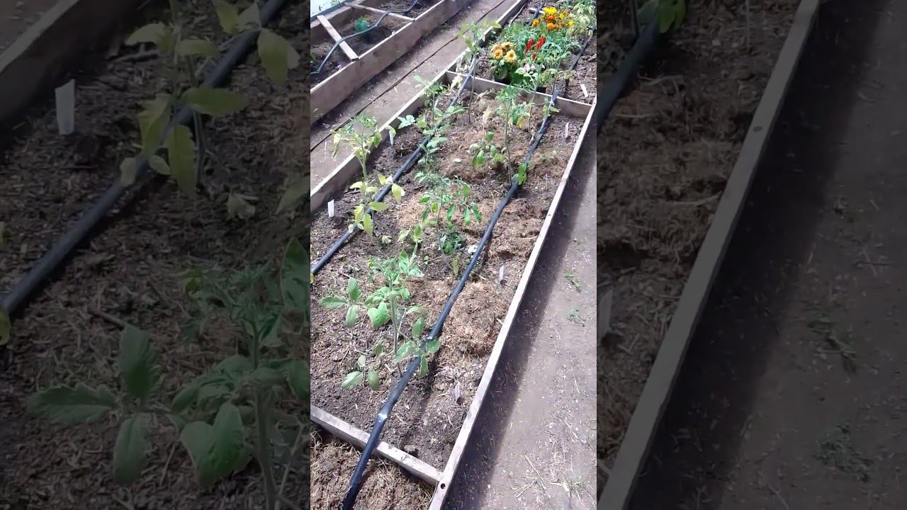 майские морозы и томаты #огород #мульчирование #природноеземледелие #теплица