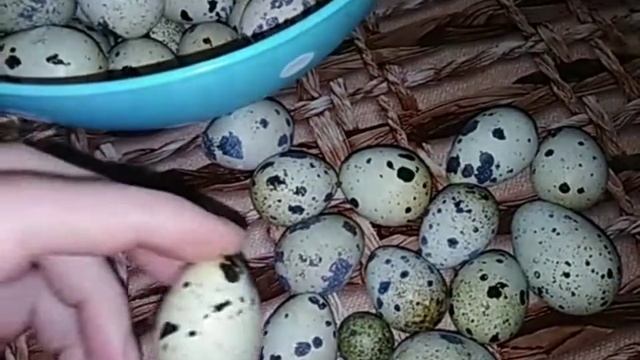 Яйценоскость кур и перепелов ???