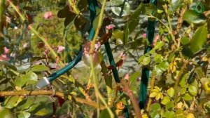 Плетистые розы.Начинаем осеннюю обработку. Питомник растений Е. Иващенко