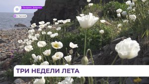 Признак наступившего лета в Приморье – белые маки