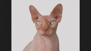 Канадские сфинксы. И какого им без вибрисс?