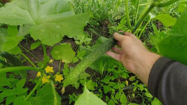 КАКИМ БЫЛ ЭТОТ ГОД смотреть онлайн