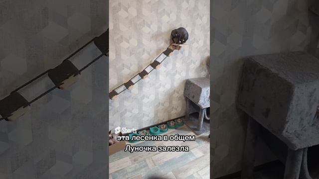 Котодром #catshorts #котята #cats #смешныекоты #котодром