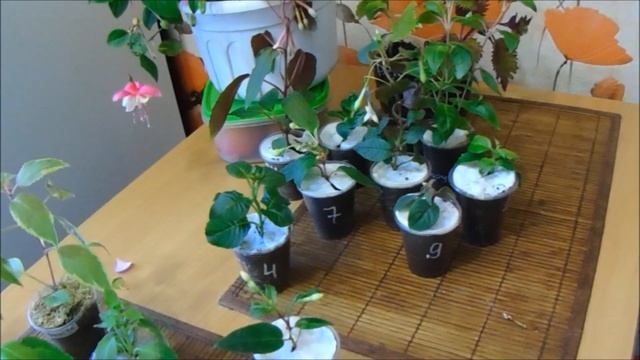 Фуксия это болезнь)) А мне кажется. что это любовь и наверное уже на всегда)))) смотреть онлайн