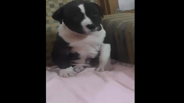 Indian Mastiff Bully Kutta Dog Puppy Not for Sale смотреть онлайн