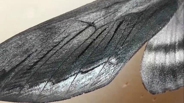 БРАЖНИКИ: 21. Sphinx ligustri (Бражник Сиреневый)