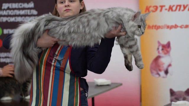 Выставка ЗООШОУ 9-10 декабря. На видео многообразие кошачьих пород.