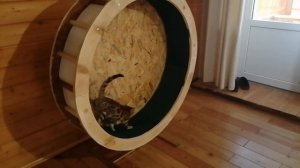 Беговое колесо для кошек. Running wheel cat.