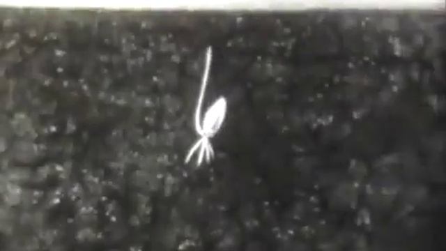 Корневые системы: стержневая и мочковатая
