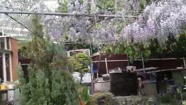 Утро в саду .🕊 смотреть онлайн