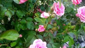 КРАСИВЫЙ РОЗАРИЙ