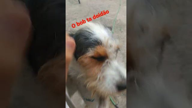 Bob tá sozinho(mais no final ele fica doido!!)