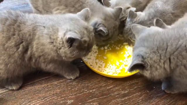 Обед у котят смотреть онлайн