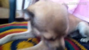 Русский Той Терьер-всё о породе собаки|Собака КОМПАНЬОН