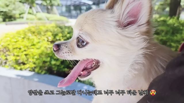 드럭스토어 쇼핑, 편의점 도시락, 마트에서 장보기, 옥수수 콩국수 만들어 먹는 도쿄 일상 l 일본 도쿄 VLOG