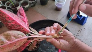 Red Legacy Aglaonema Propagation | Cut the Top Chinese Evergreen Propagation