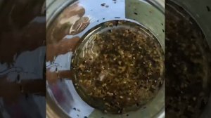 Проростки в банке прорастить еще легче, ведь у нас есть бесплатная крышка сито. Переходи на сайт.