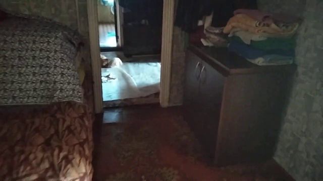 Милые щенята пудельсобакипушистики