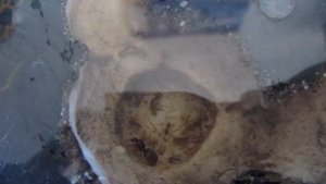 Содержание муравьев lasius flavus