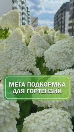 Мега подкормки для гортензий🌺