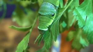 Гусеницы Парусника Лови едят петрушку 2.