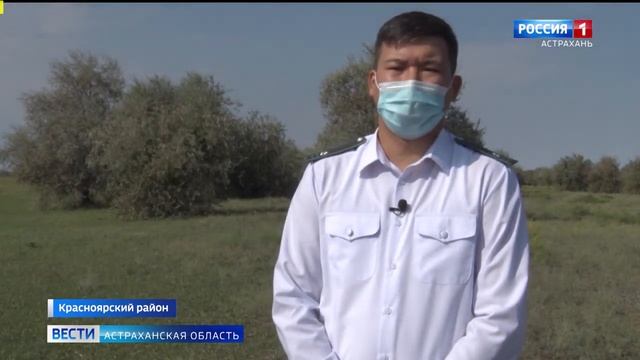 Россельхознадзор провёл в Красноярском районе рейд по выявлению опасного сорняка