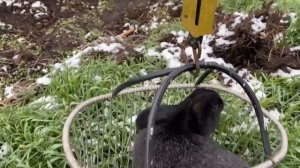 Породы кроликов сравнение.   Калифорния, полтавское серебро, серый великан.