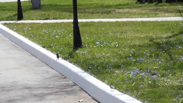 Белая трясогузка  Motacilla alba