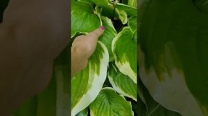 Хоста ВИНТЕР СНОУ #хосты #хостыгиганты #купитьхосты