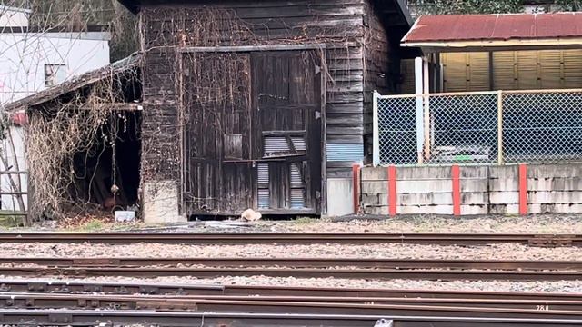 Train Station Cat смотреть онлайн