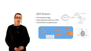 Морфология вирусов и бактериофагов