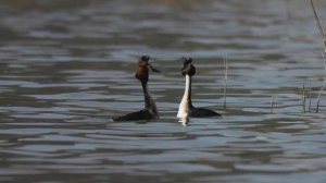 Танец Большой поганки (Чомга, Great crested grebe, Podiceps cristatus)