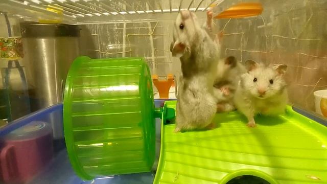 Сирийские хомяки ? Syrian hamsters |Хомячуля: Secret Life Hamster - Pets