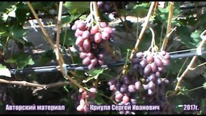 Виноград Дунав требует специального подхода (Grapes Dunav)  www.vinograd-kriulya.com