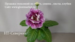 Самые Красивые Глоксинии ! Обзор Сортов.