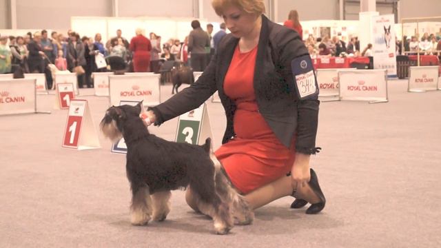 TORNADO-SHIV HARDIHUD – 3 отл (Trels Blazing Winner For Tornado Shiv x Tornado- Shiv Flay Laksheri) смотреть онлайн