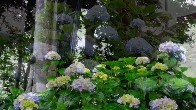 1300本の紫陽花の寺　保安寺 смотреть онлайн